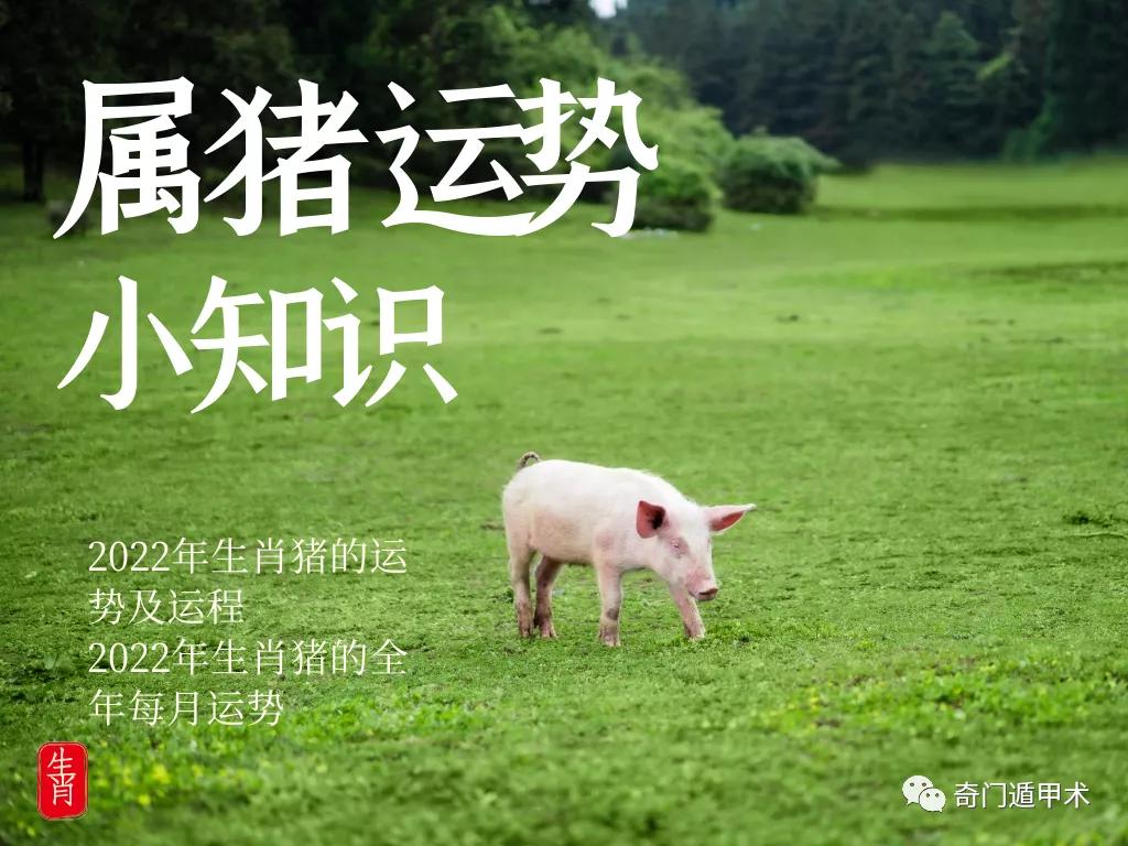 2024年十二生肖猪的运势，明年有更多机会和财运
