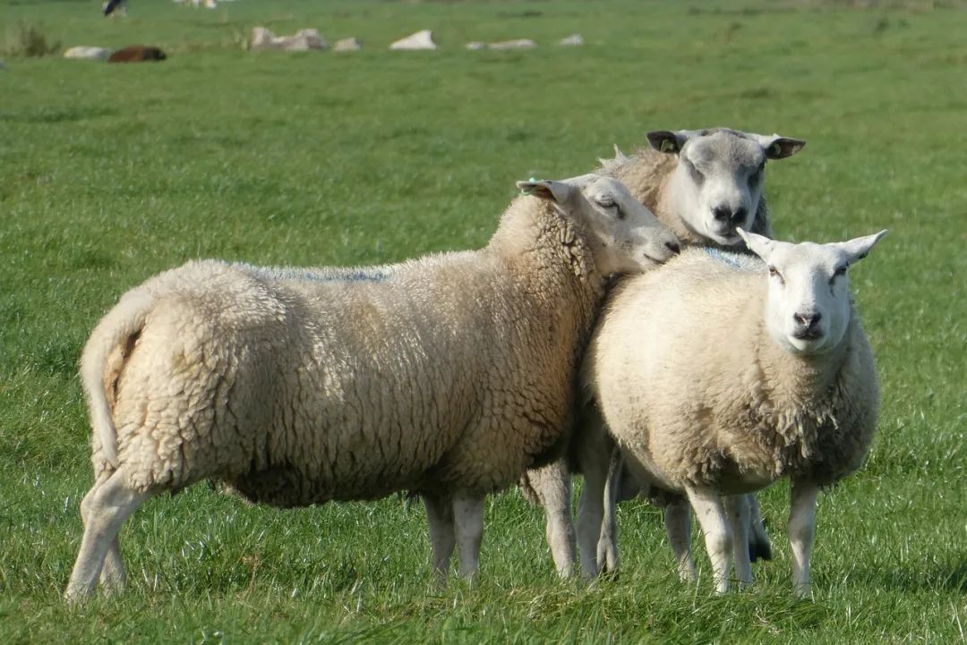 属羊婚配属相|属羊人最适合结婚的3个人，以及属羊人最适合结婚的生肖动物